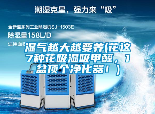 濕氣越大越要養(花這7種花吸濕吸甲醛，1盆頂個凈化器！)